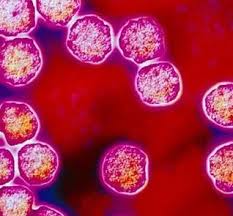 Вирус краснухи  авидность антител IGG