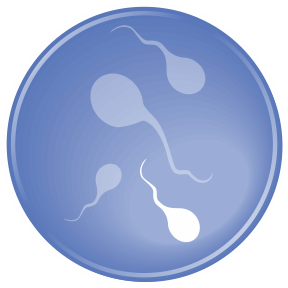 Анализ спермограммы в Челябинске: где можно сдать спермограмму - адреса клиник