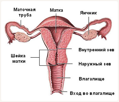 Женская матка. Расположение, анатомия, описание, функция при родах