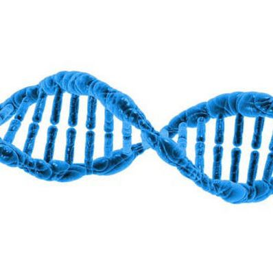 Антитела к нативной ДНК 